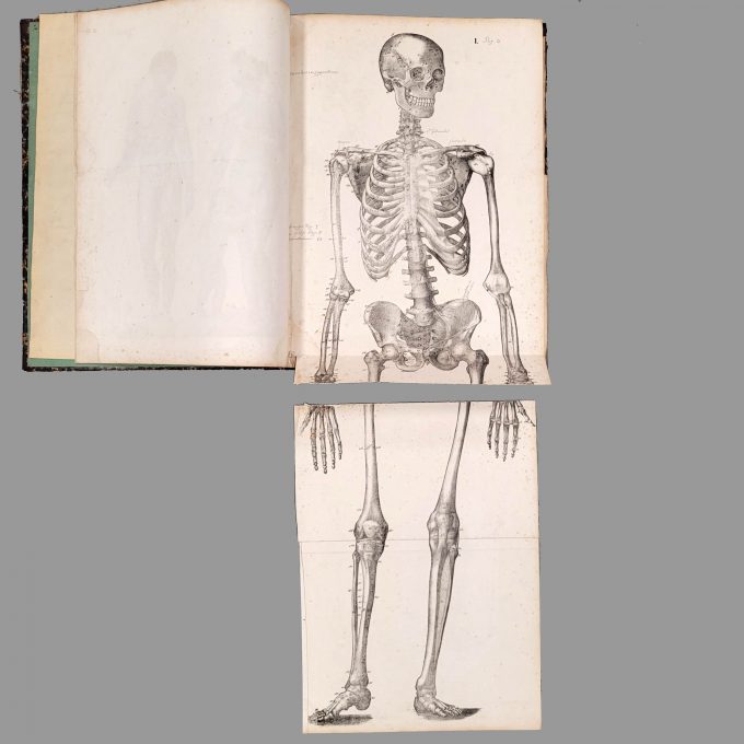 Los 46: FEIGEL, Johann Theodor Anton: Anatomische Abbildungen oder Erläuterungstafeln zu dem Handbuche der Anatomie – Bild 2