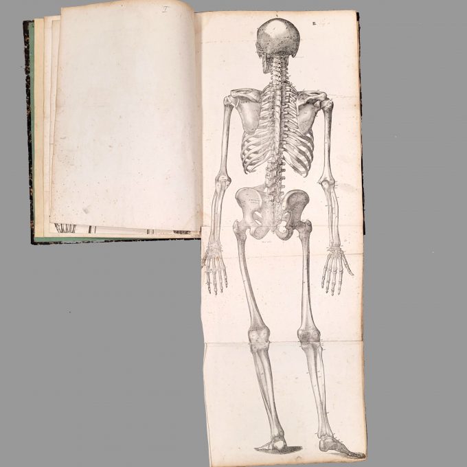 Los 46: FEIGEL, Johann Theodor Anton: Anatomische Abbildungen oder Erläuterungstafeln zu dem Handbuche der Anatomie – Bild 3