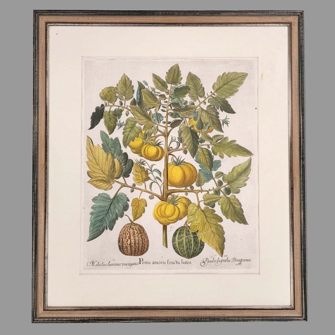 Los 55: BESLER, Basilius: Poma amoris fructu luteo (Melonen)