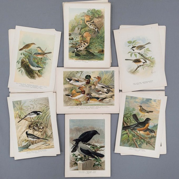 Los 90: Kassette mit Tafeln zu Naumann, Naturgeschichte der Vögel Mitteleuropas 1897-99