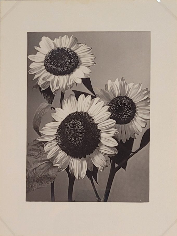 Los 492: BAUR, Max: Sonnenblumen – Bild 2