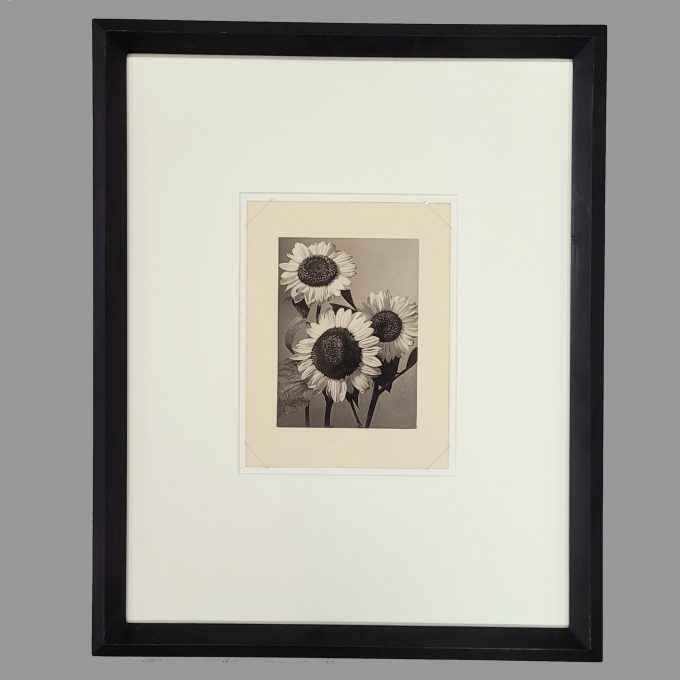 Los 492: BAUR, Max: Sonnenblumen