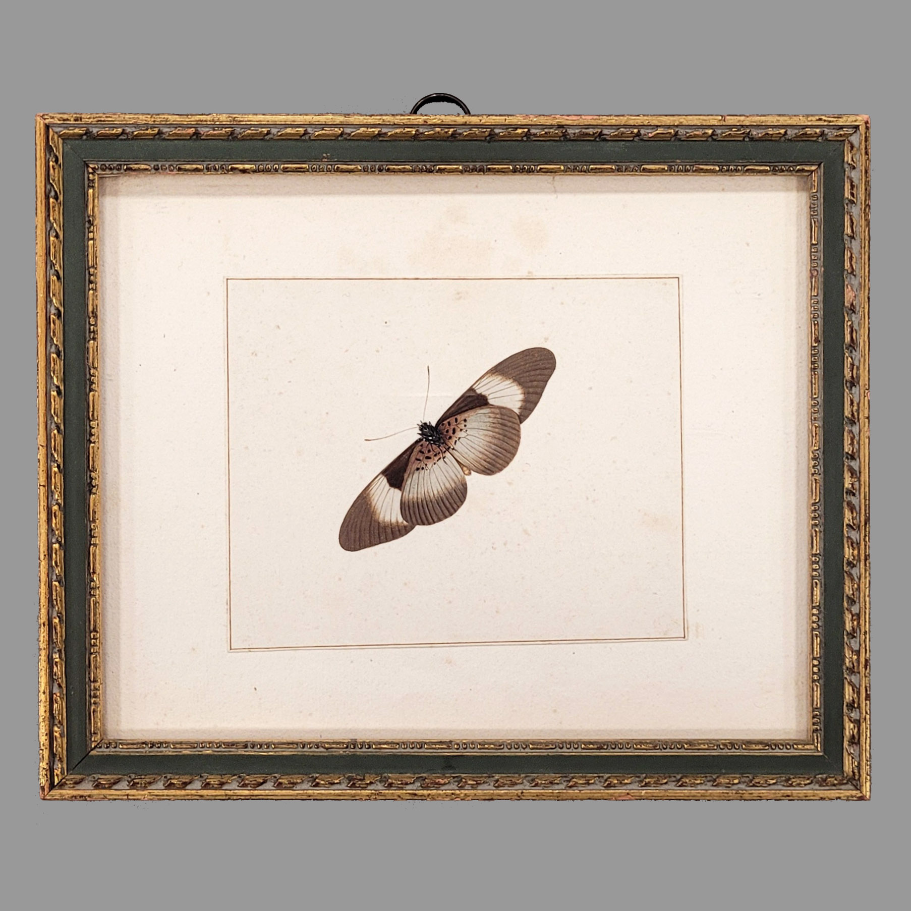 Los 50: DEUTSCHER MEISTER: Falter (Acraea Bematistes alcinoe)